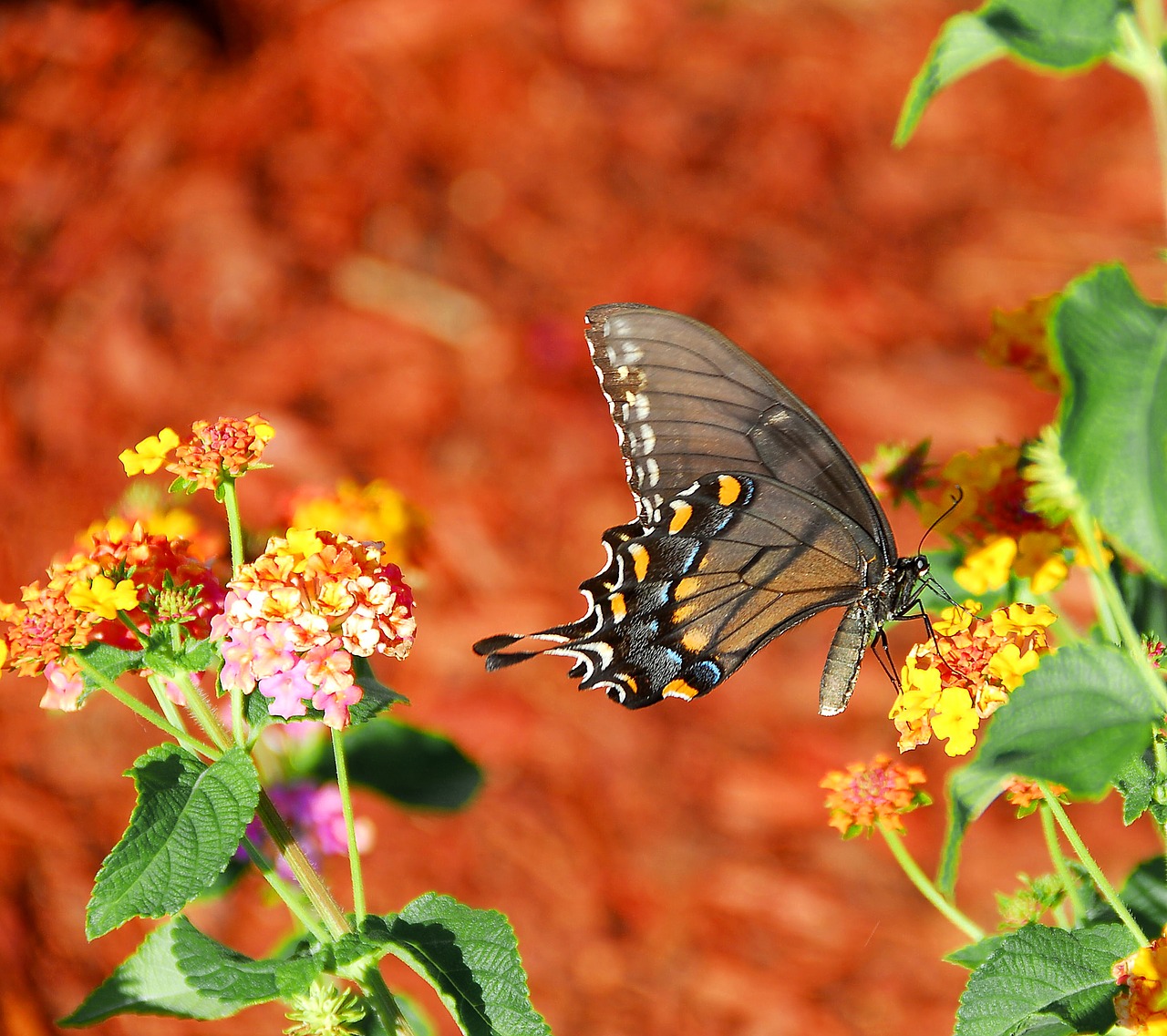 vibrant colored swallowtail butterfly insect free photo