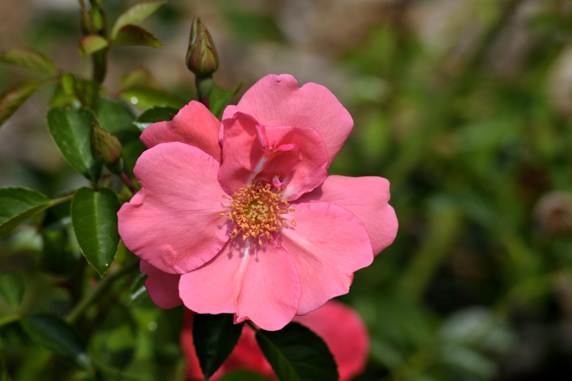 vibrant flower pink free photo