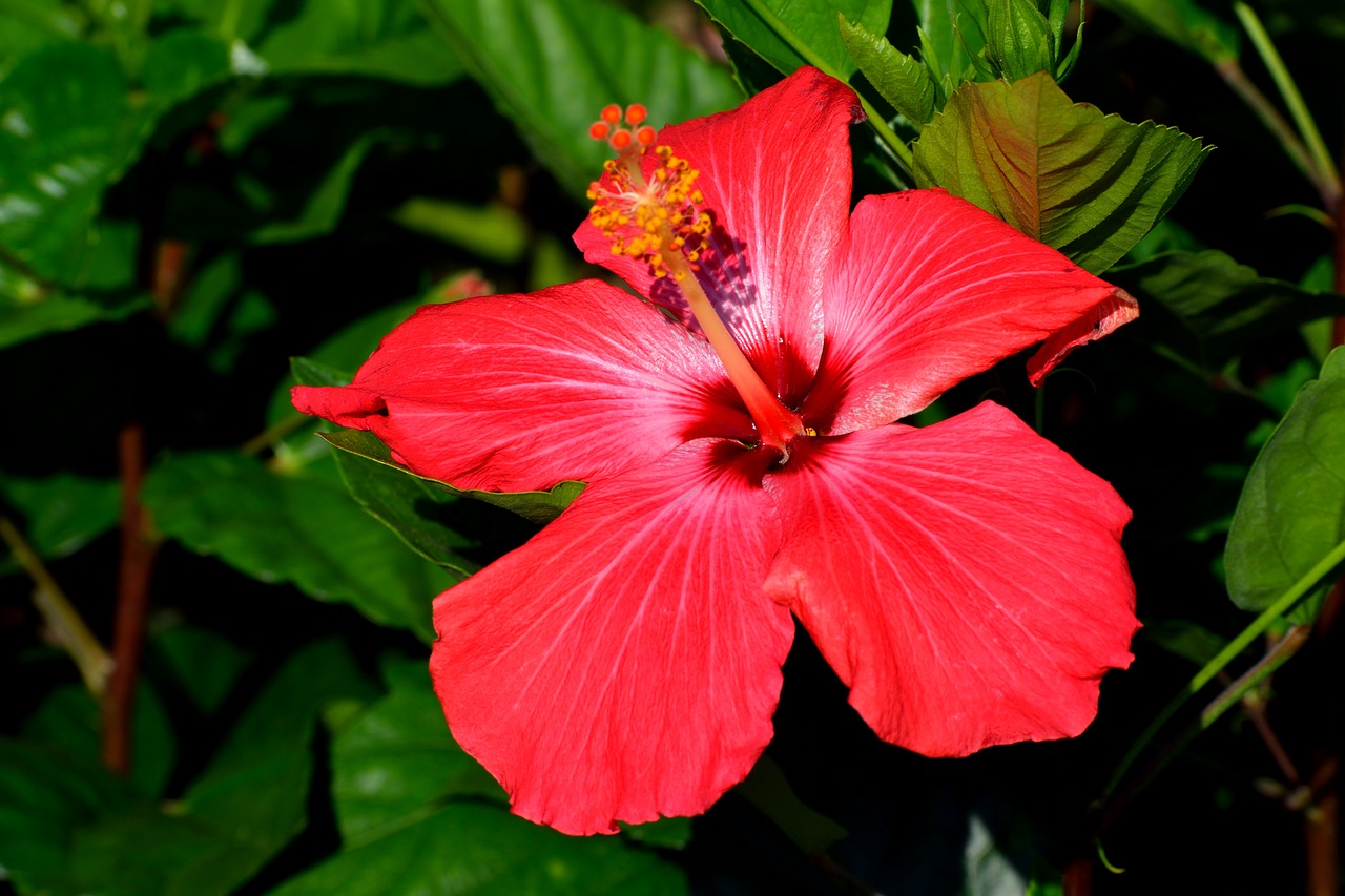 vibrant red  hibiscus flower  floral free photo