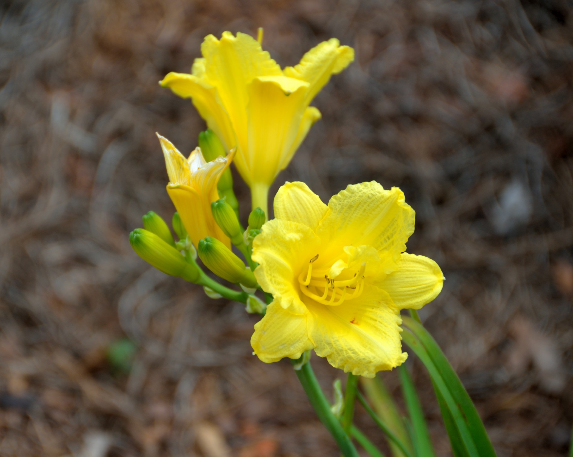 vibrant colored flower free photo