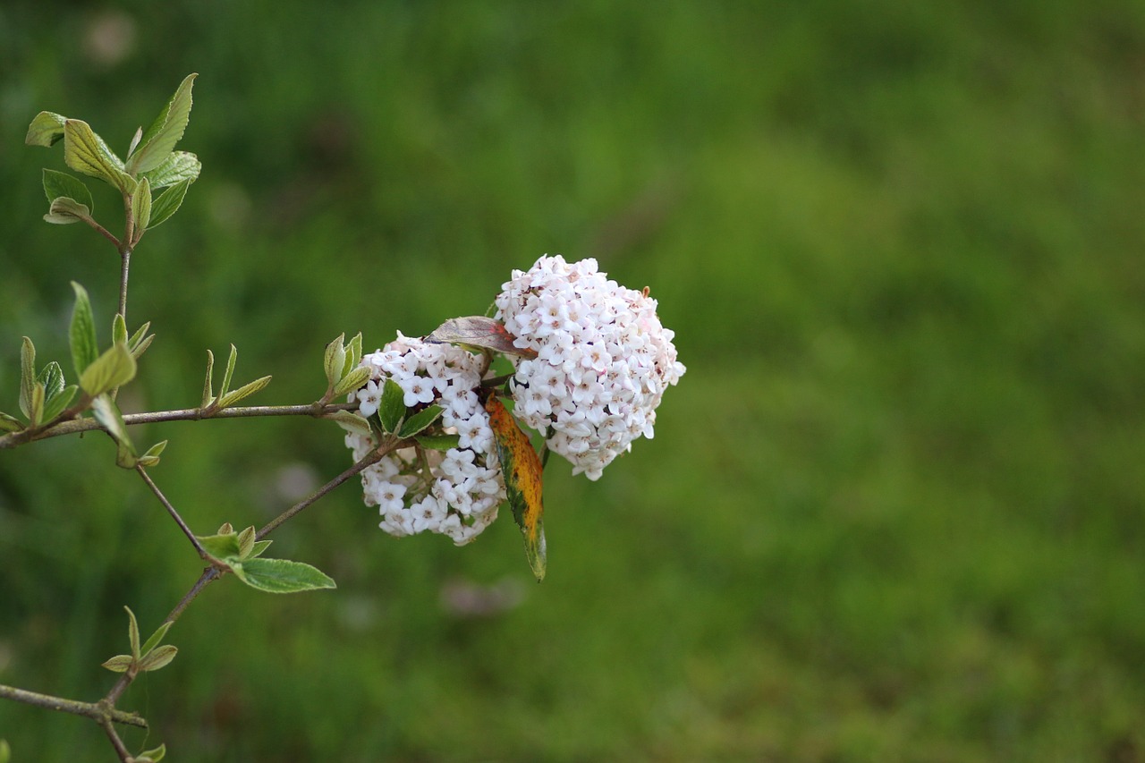 viburnum flower white free photo