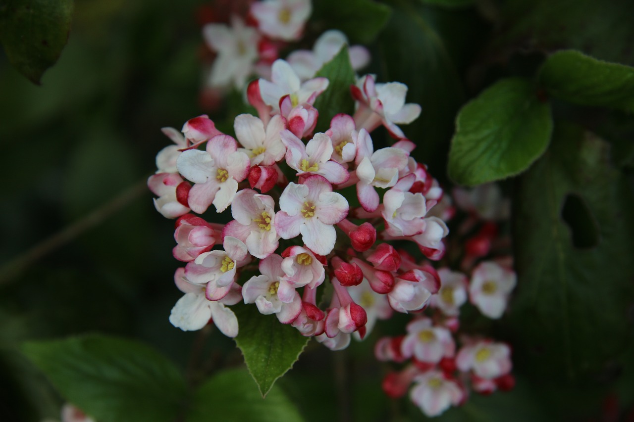 viburnum flowering shrub spring free photo