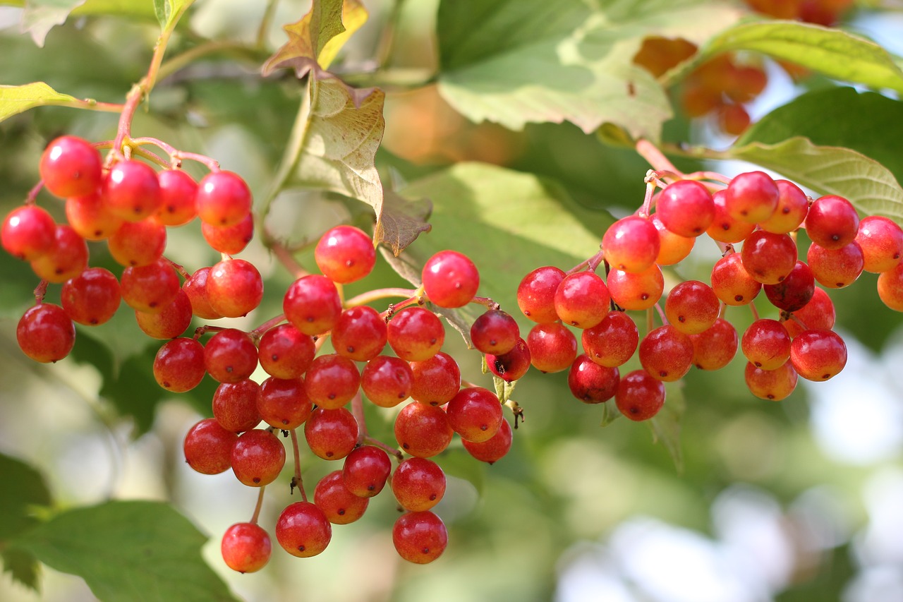 viburnum autumn red free photo