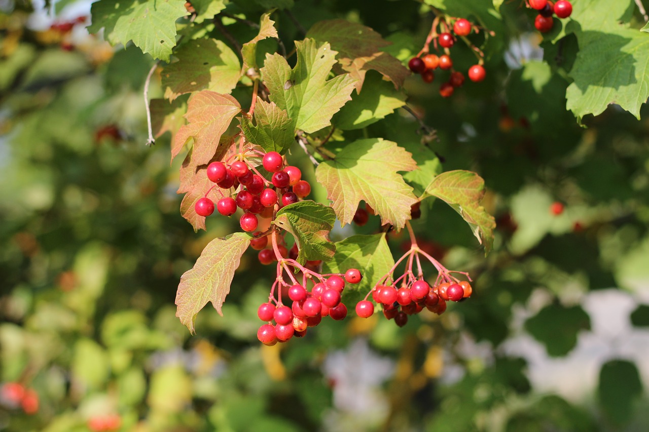 viburnum autumn red free photo