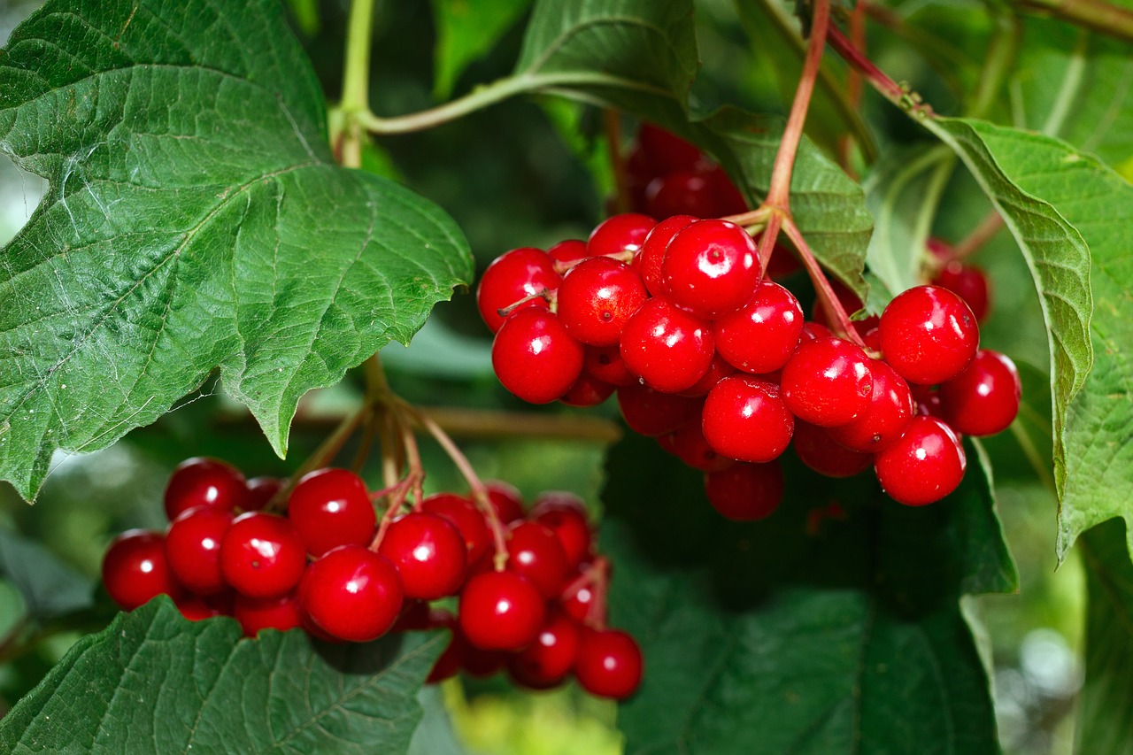 viburnum red shrub free photo