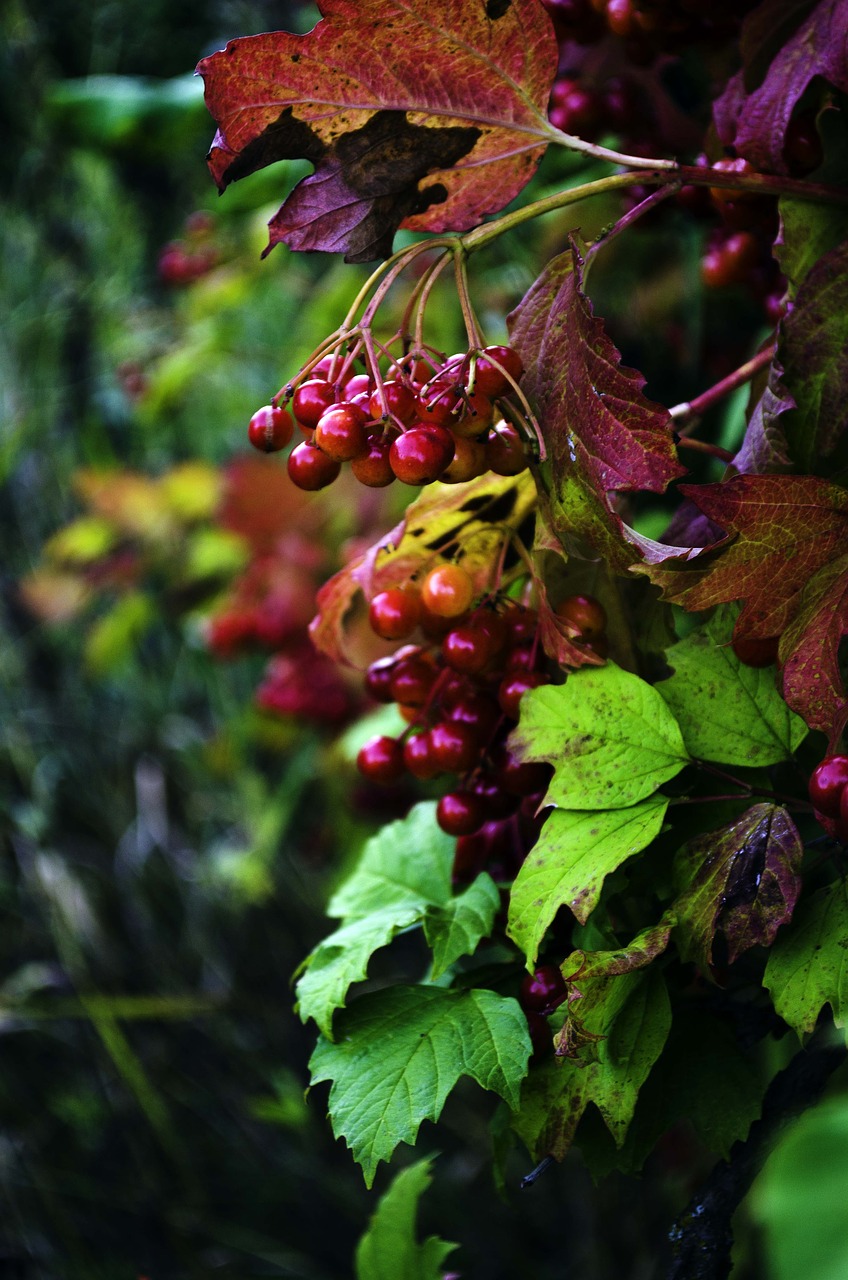 viburnum autumn leaves free photo