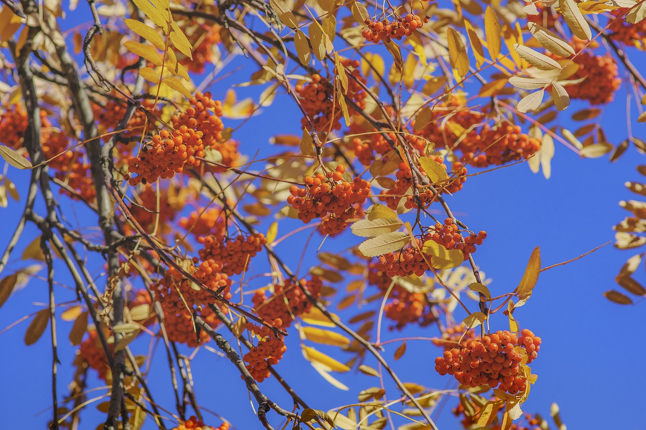 viburnum sky red free photo