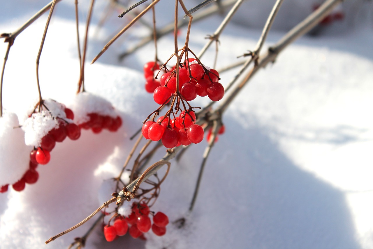 viburnum winter nature free photo