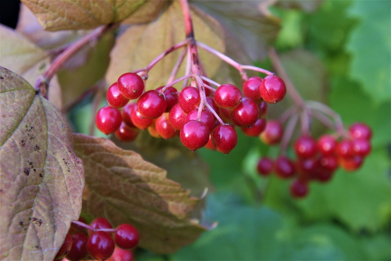 viburnum berry red free photo