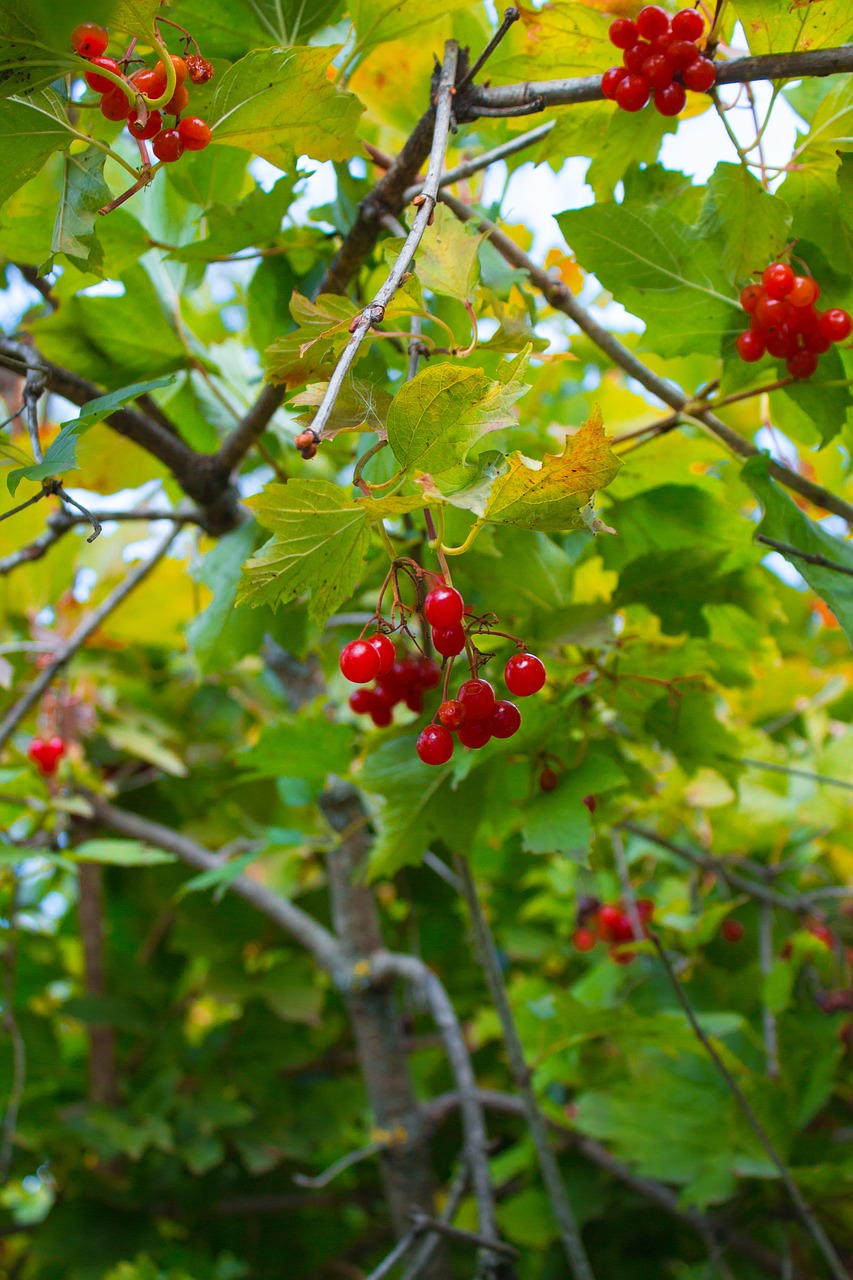 viburnum leaves bush free photo