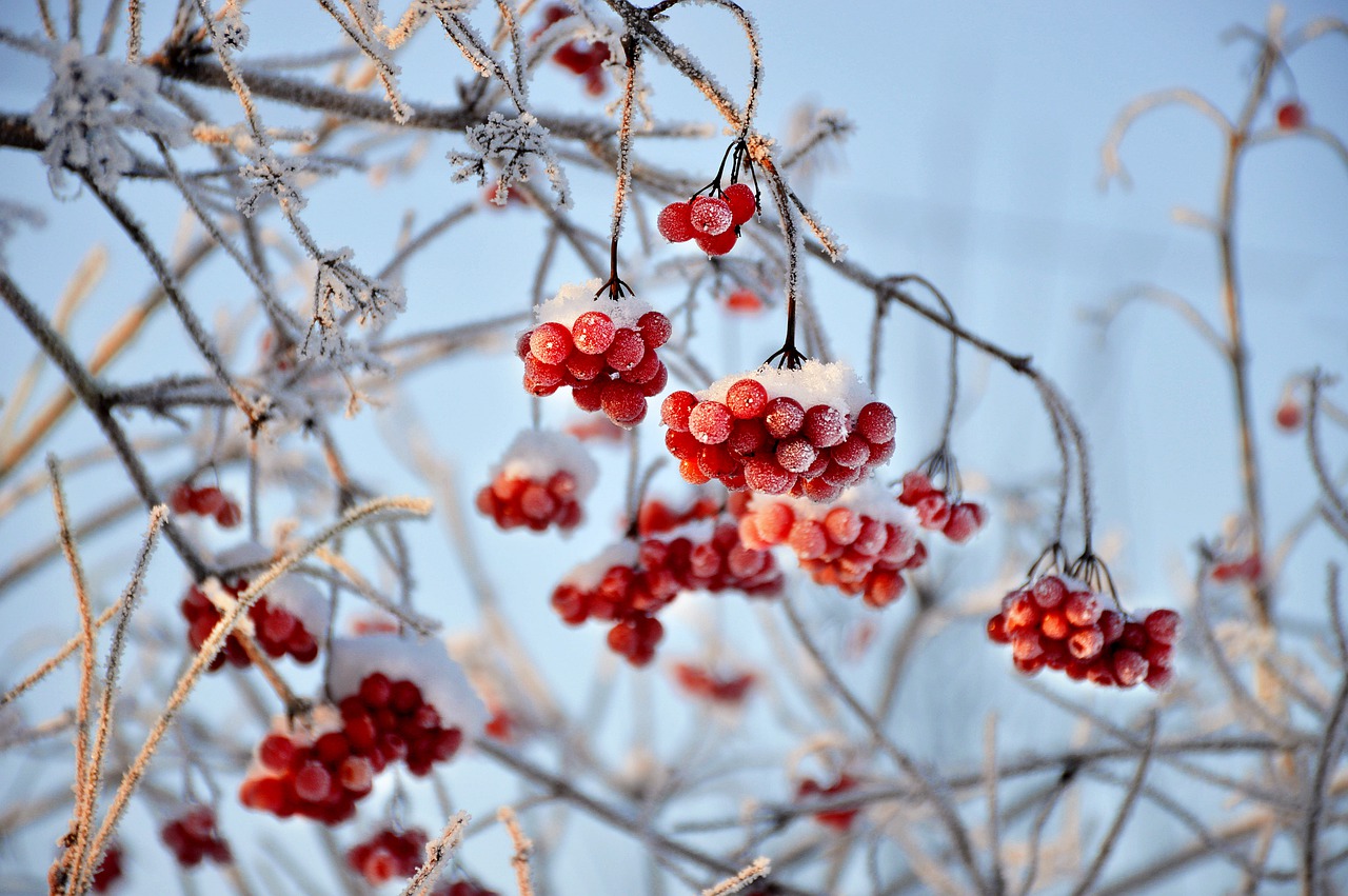 viburnum red berry winter free photo