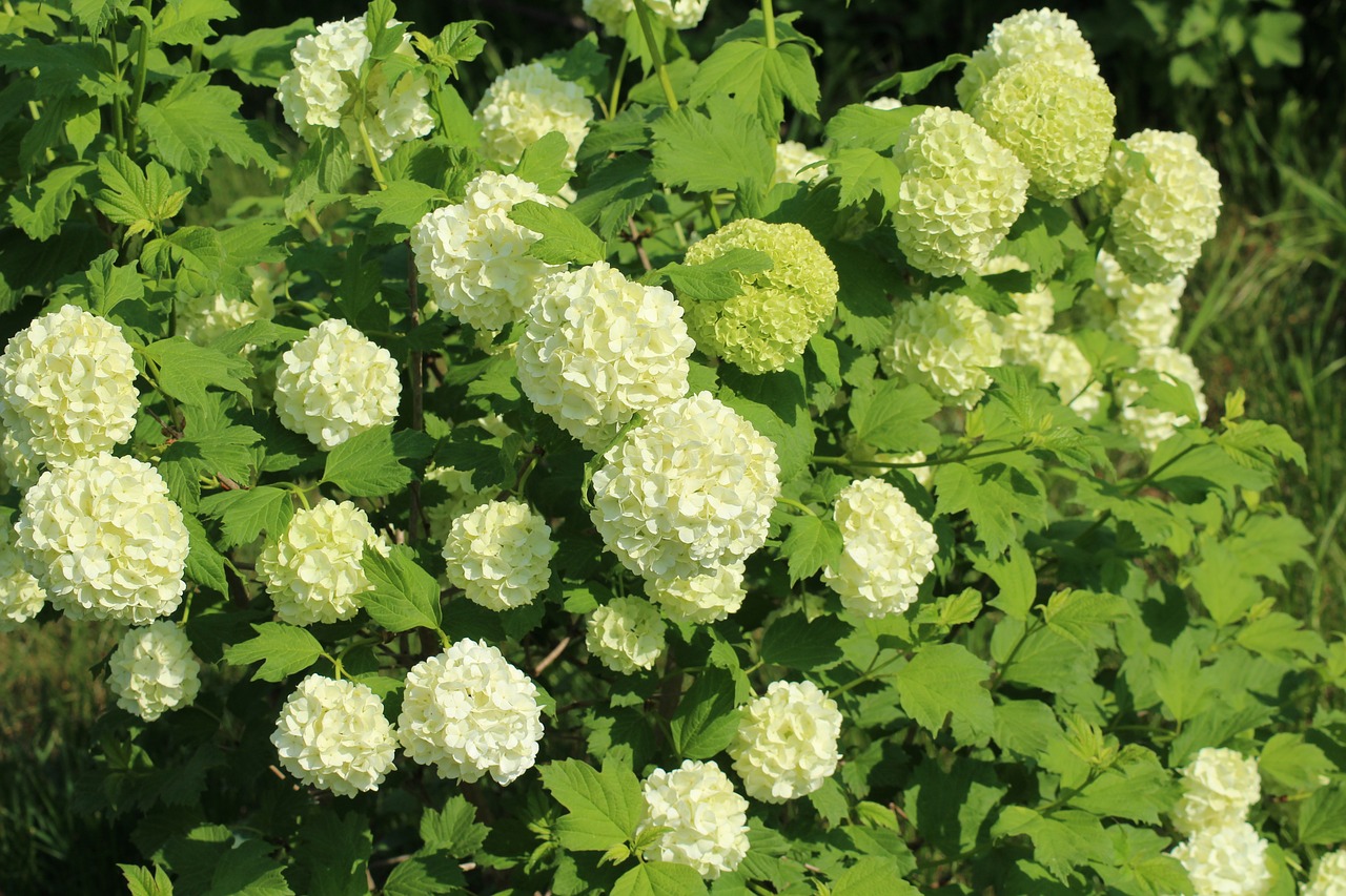 viburnum  bush  dashing free photo