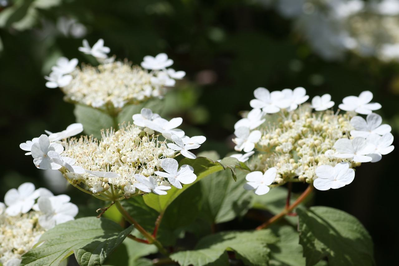 viburnum  flowers  bush free photo