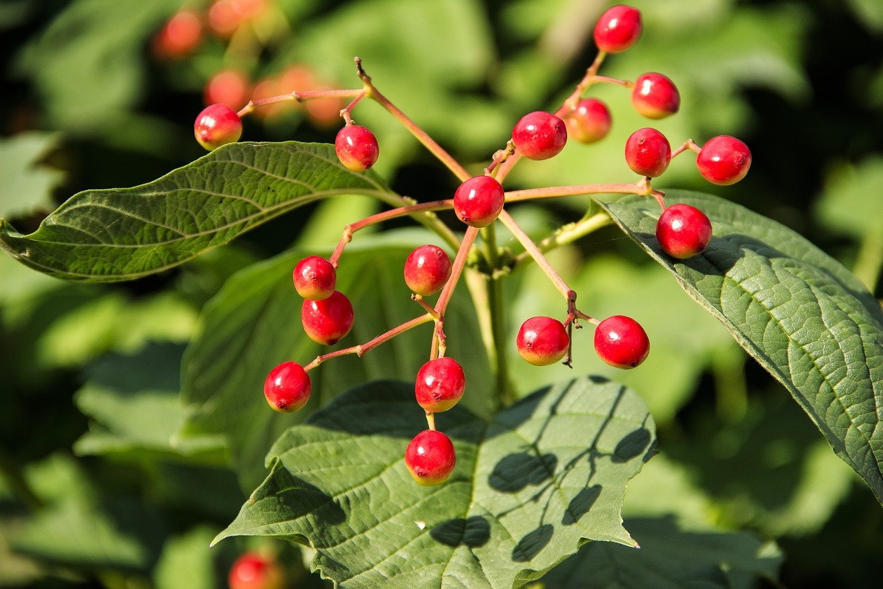 viburnum  fruit  berry free photo