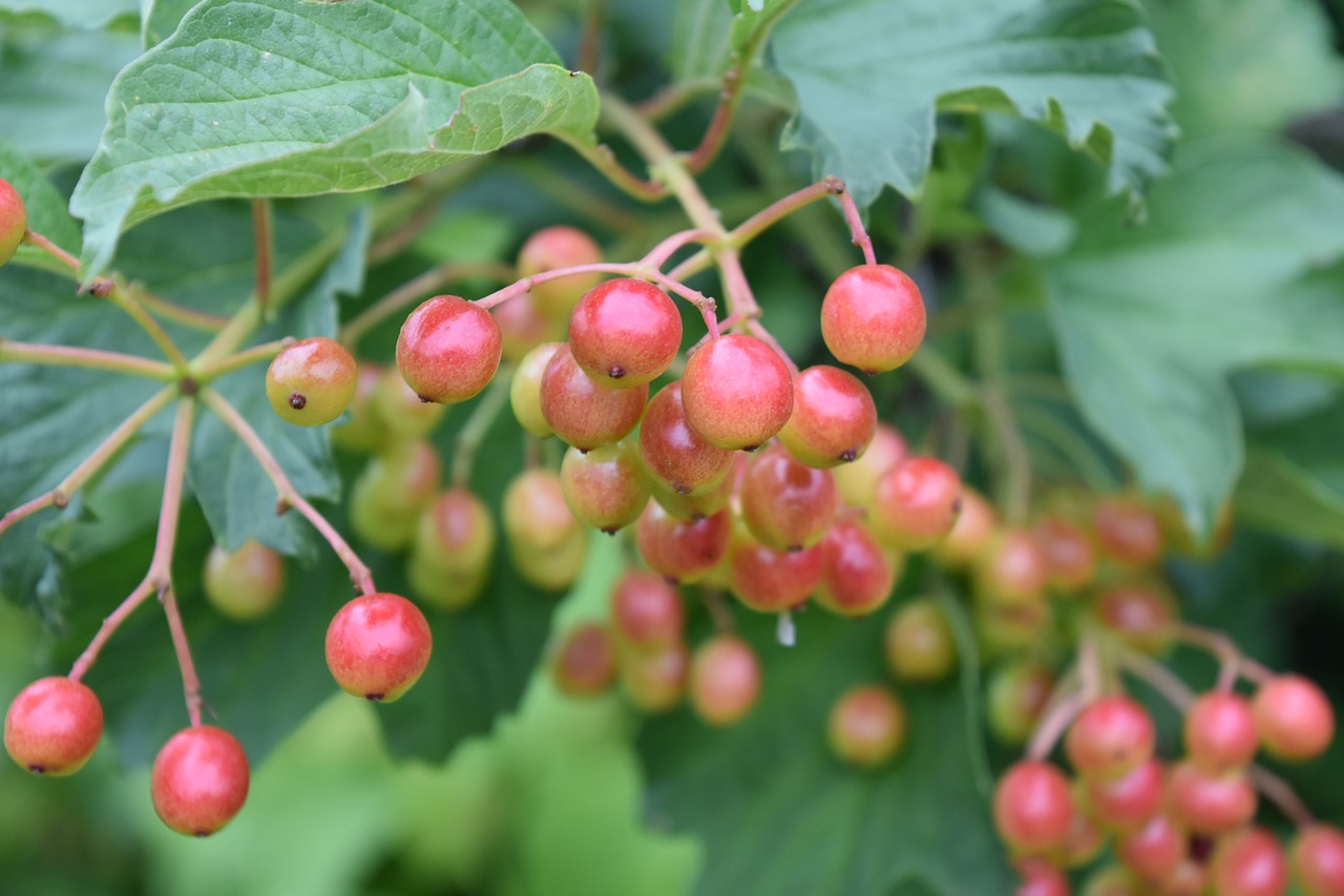 viburnum  berry  spring free photo