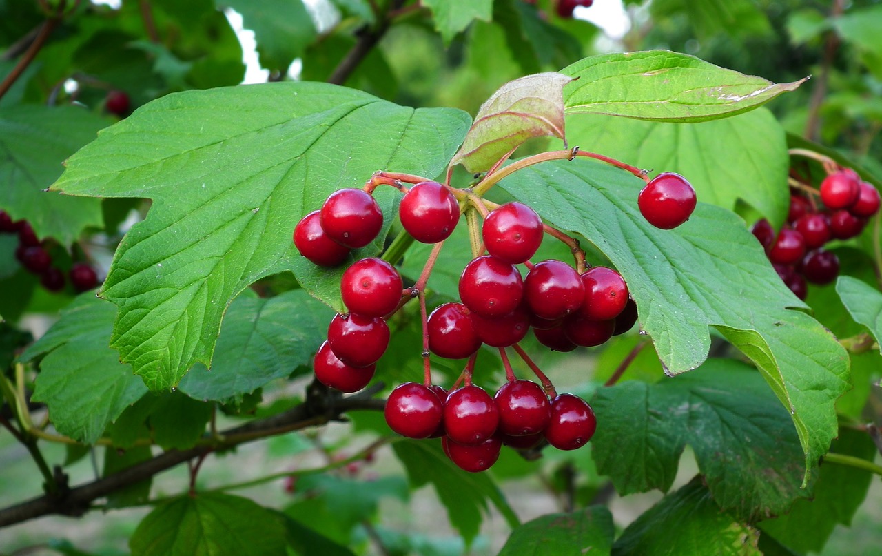 viburnum  tree  fruit free photo