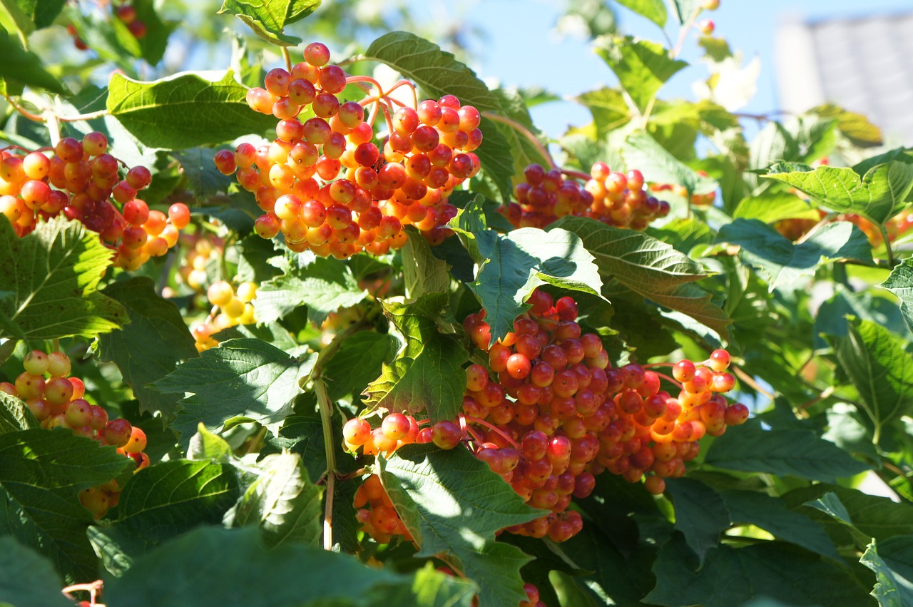 viburnum  summer  berry free photo