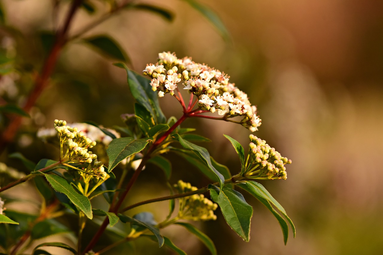 viburnum  flower  shrub free photo