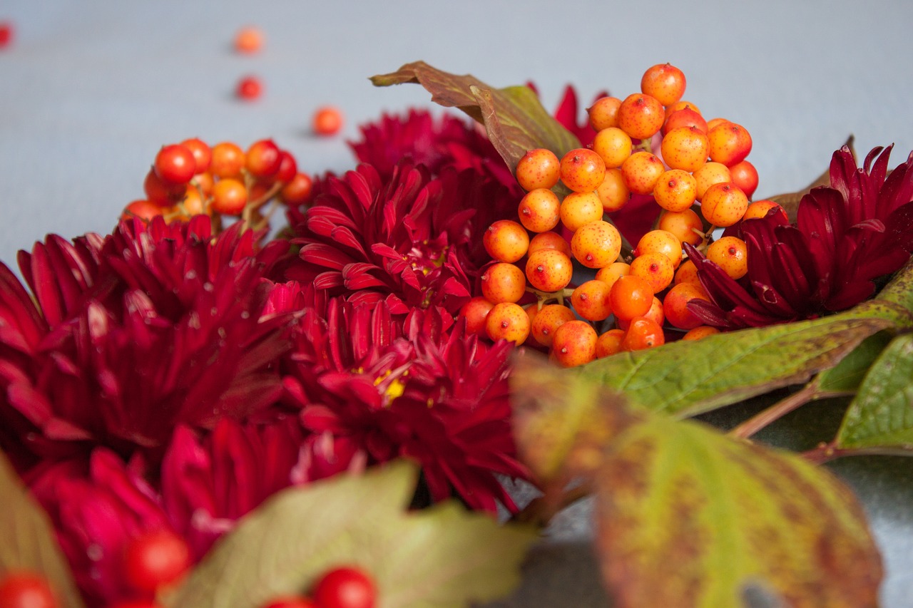 viburnum  nature  berry free photo