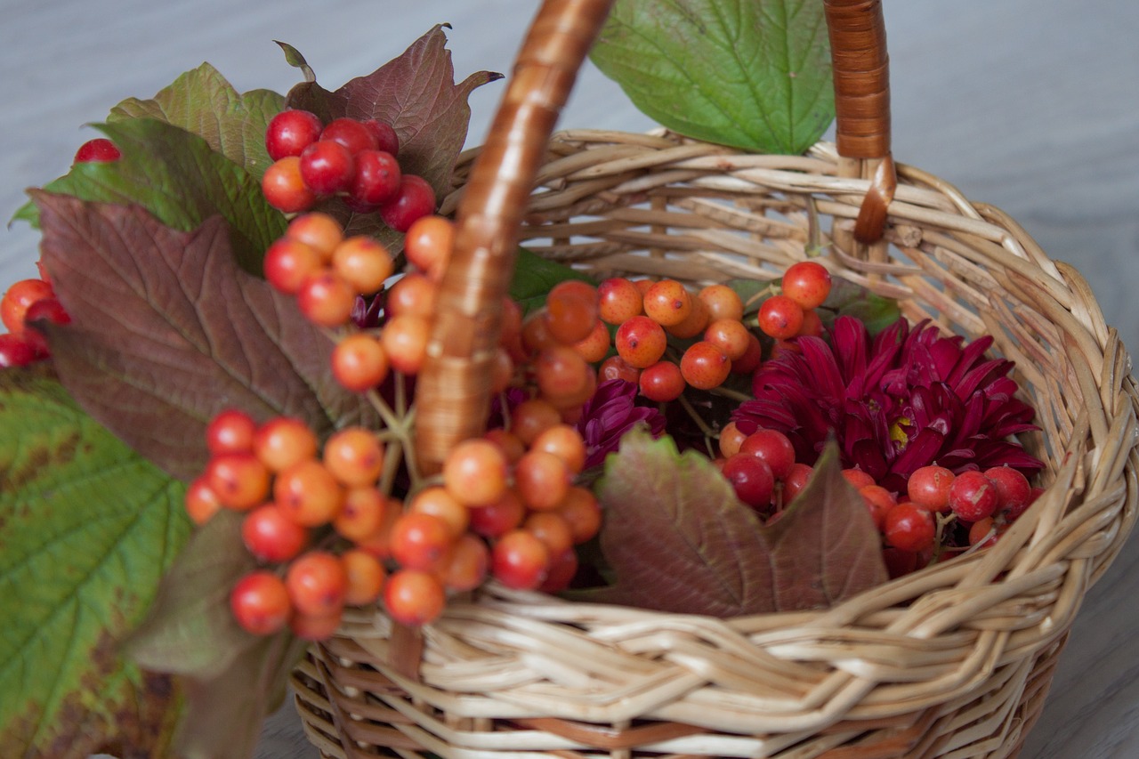 viburnum  nature  berry free photo