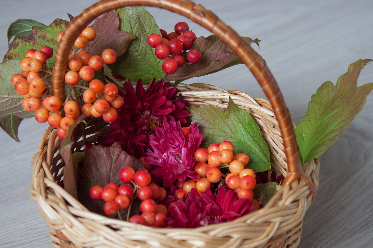 viburnum  nature  berry free photo