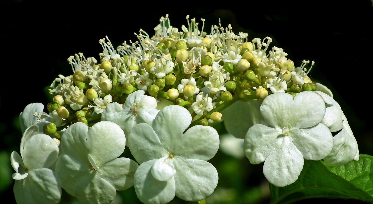 viburnum  flower  baldachy free photo