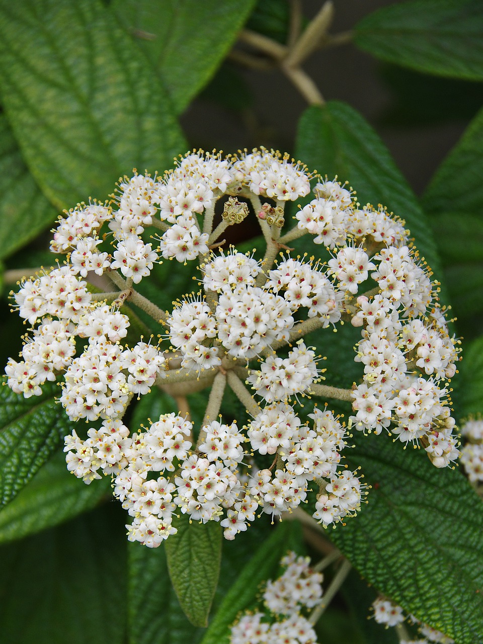 viburnum  high bush cottony  viburnum lantana free photo