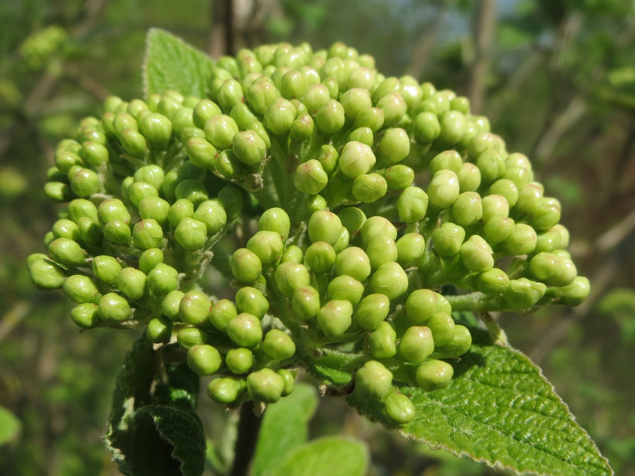 viburnum lantana wayfarer wayfaring tree free photo