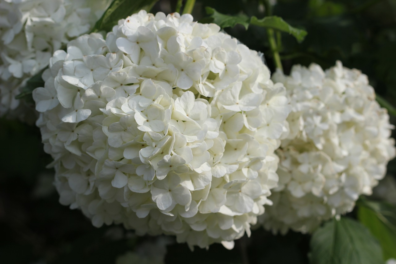 viburnum opulus plant white blossom free photo