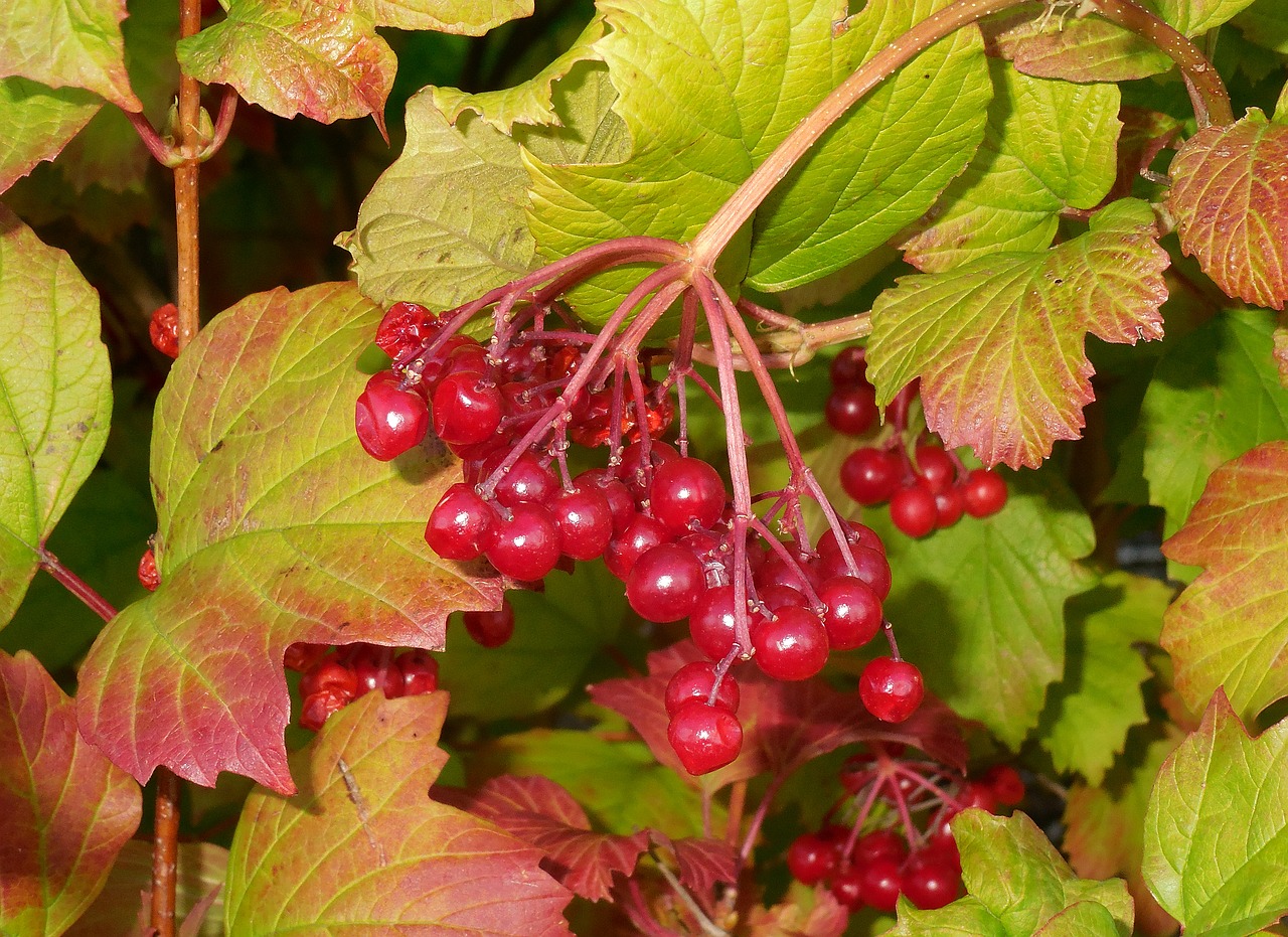 viburnum opulus bush red fruits free photo