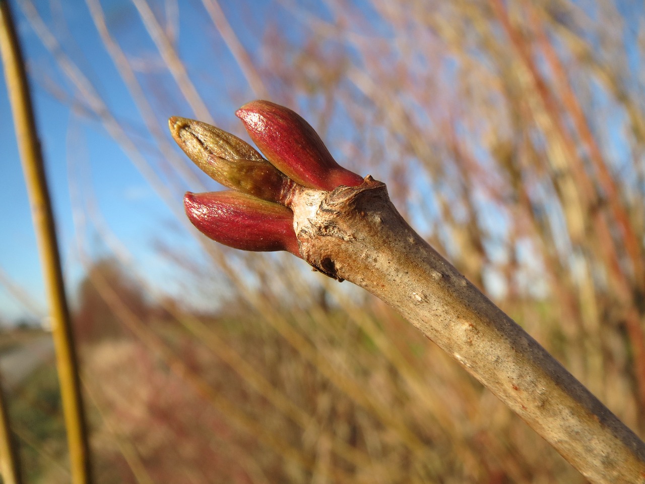 viburnum opulus guelder-rose buds free photo