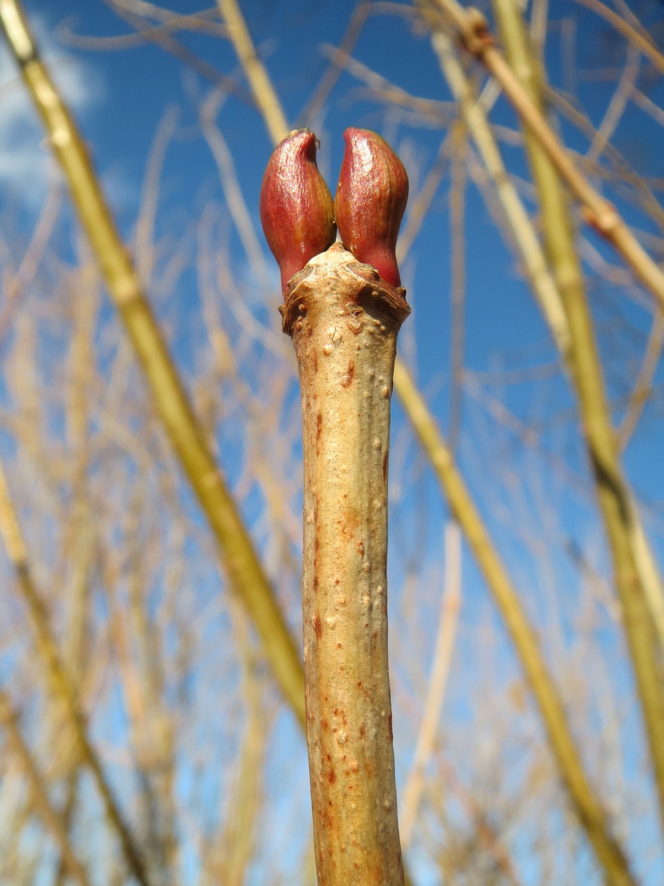 viburnum opulus guelder-rose buds free photo