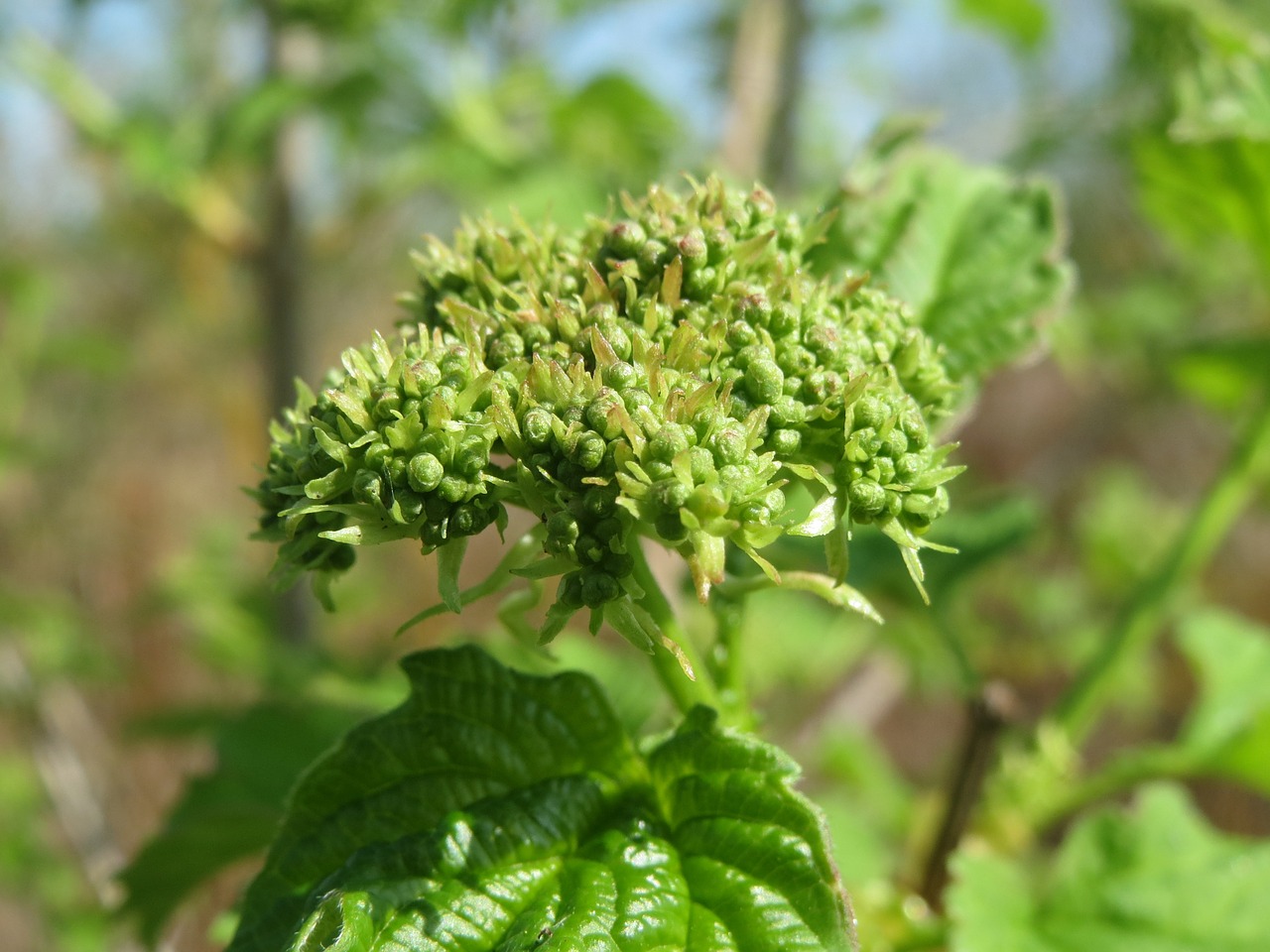 viburnum opulus guelder-rose shrub free photo