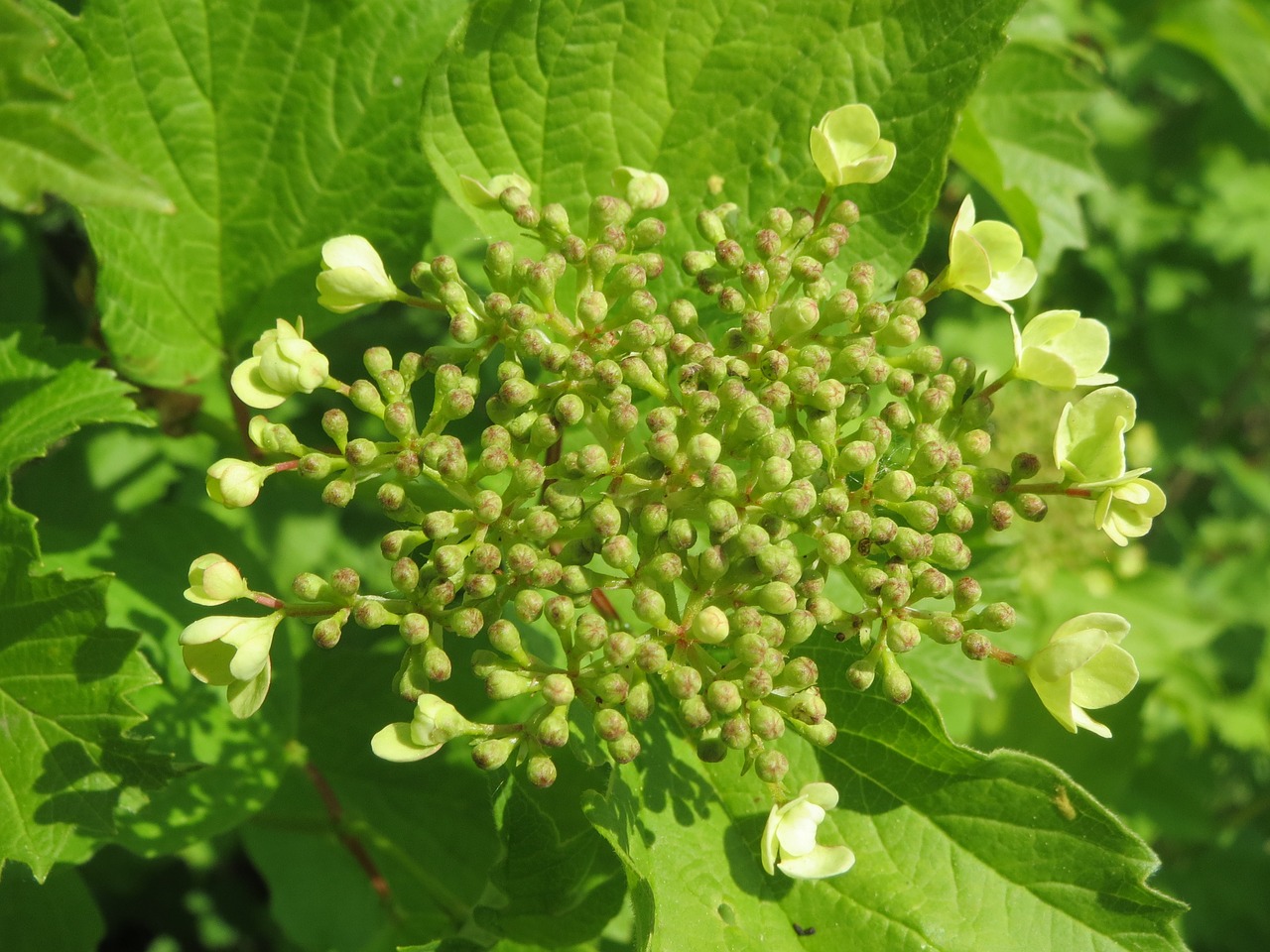 viburnum opulus guelder-rose shrub free photo