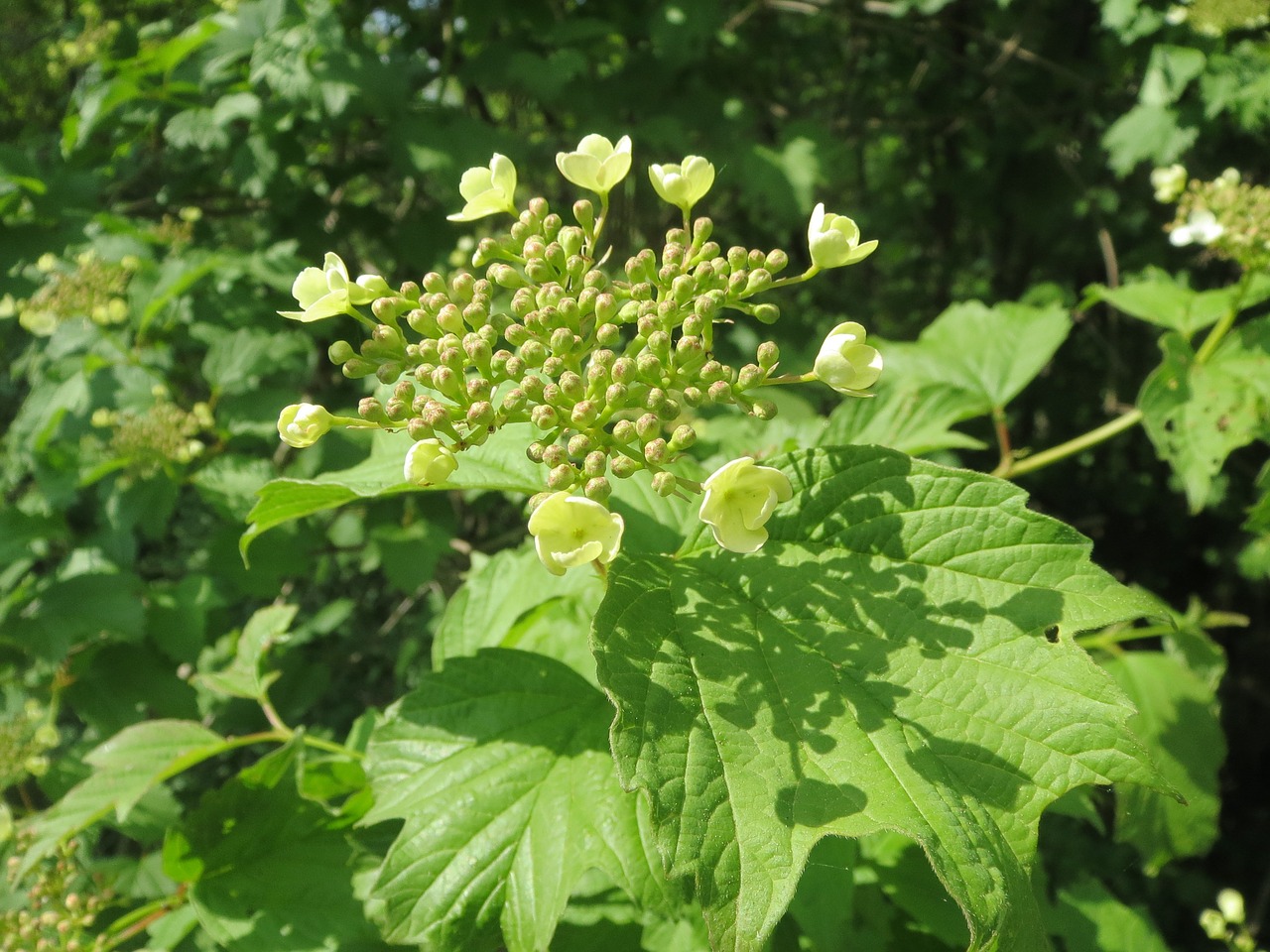 viburnum opulus guelder-rose shrub free photo