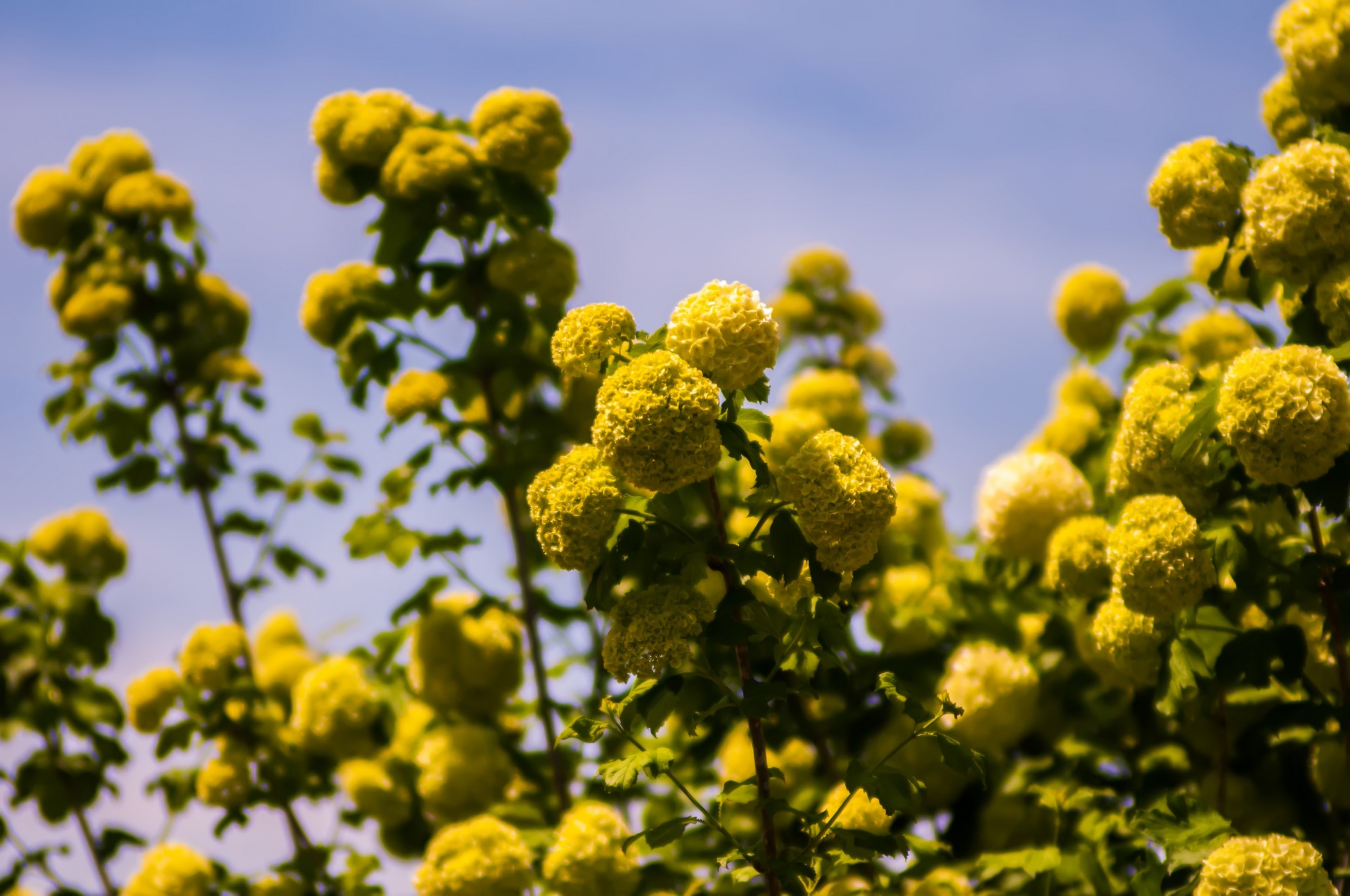 bloom blooming blossom free photo