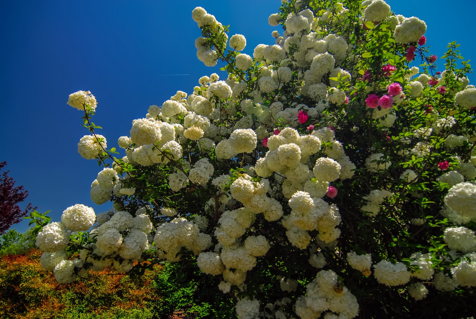 white bloom blooming free photo