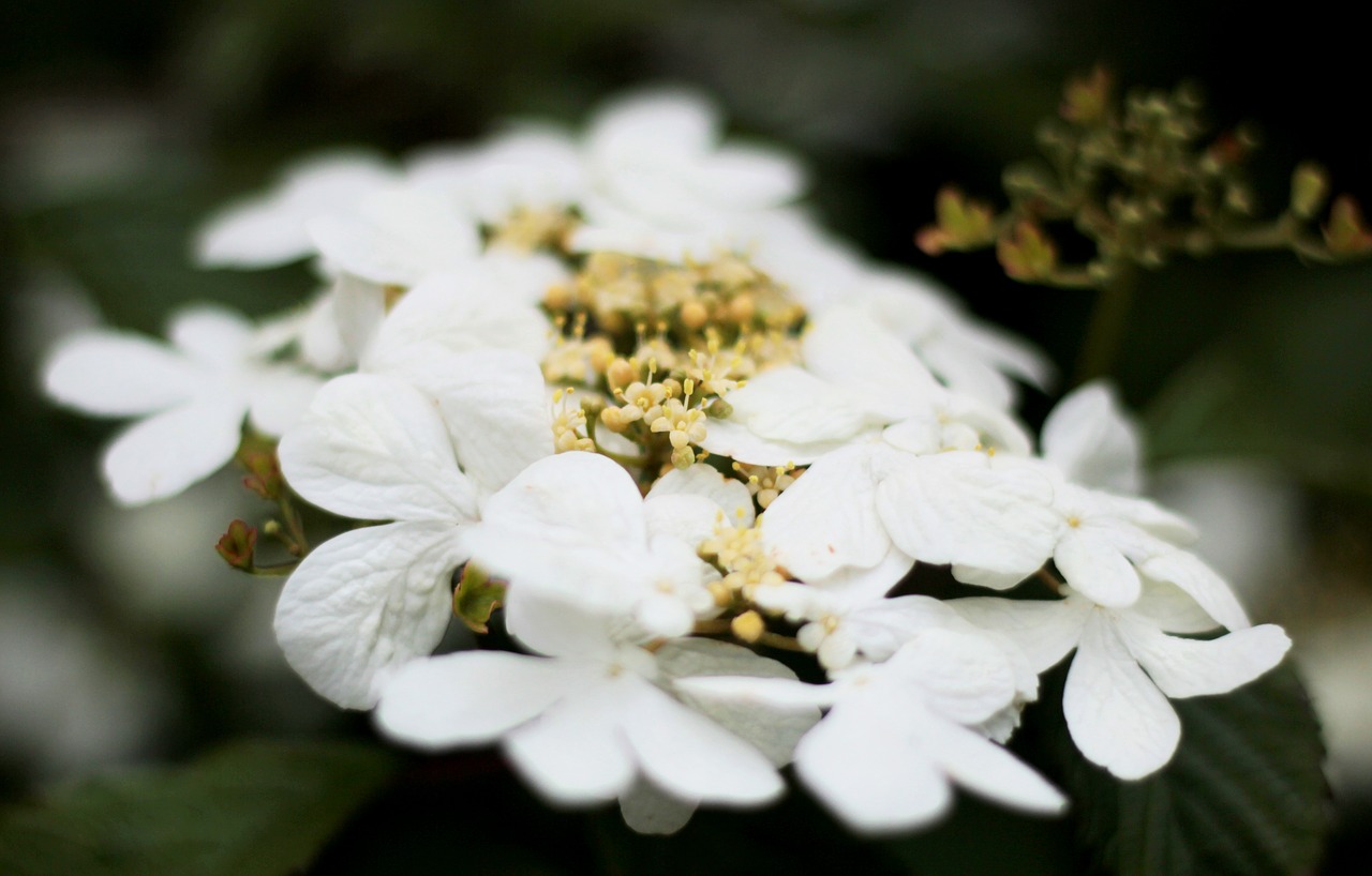 viburnum watanabe  white  randbloemen free photo