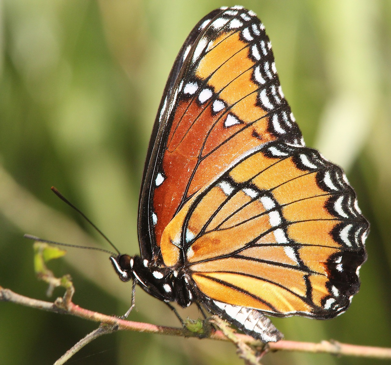 viceroy butterfly plant insect free photo