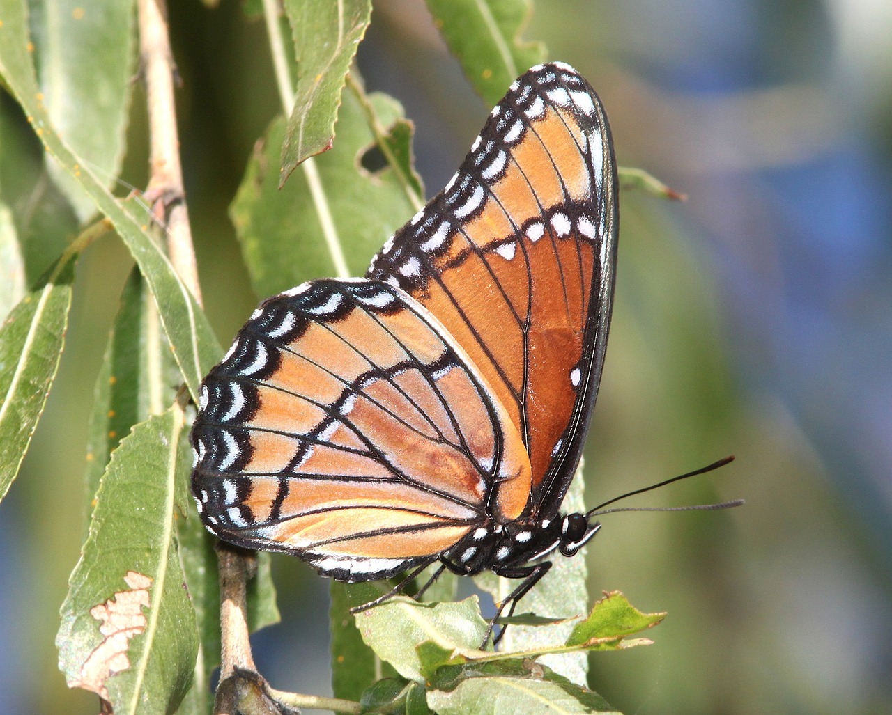 viceroy butterfly plant insect free photo