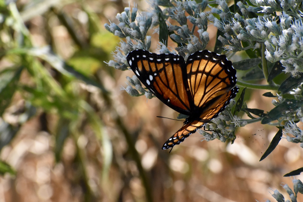 viceroy butterfly  wings  summer free photo