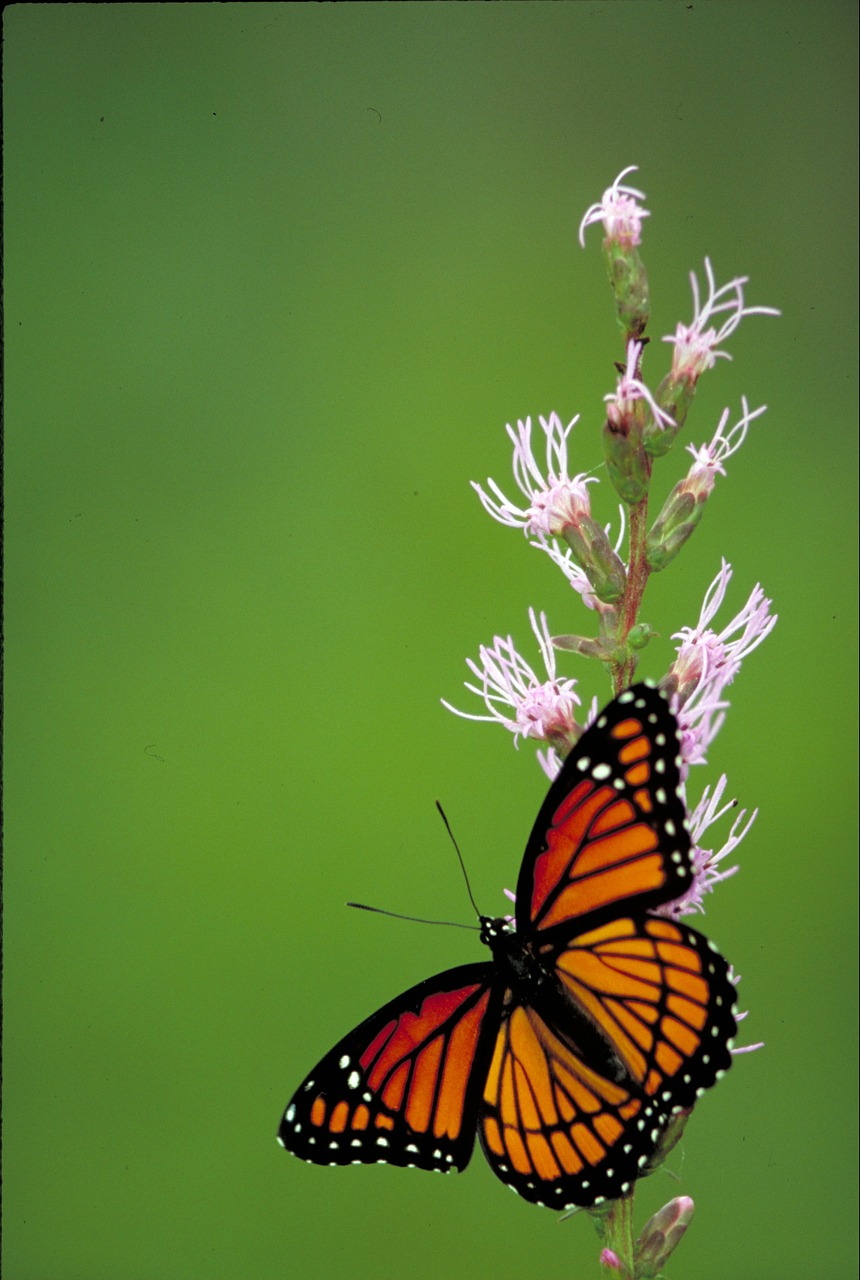 viceroy butterfly insect butterfly free photo
