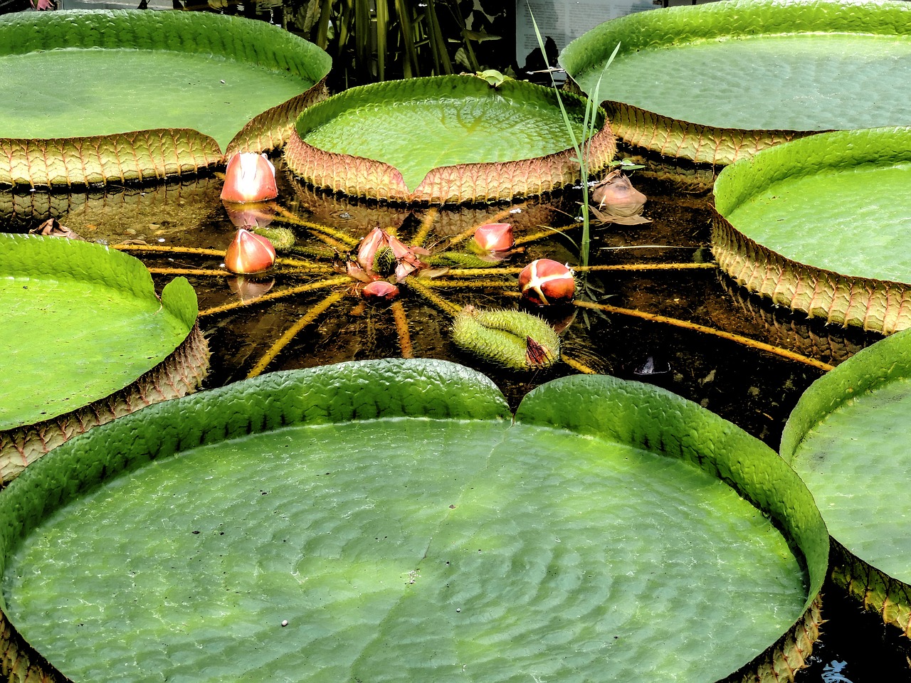 victoria amazonic water lily free photo