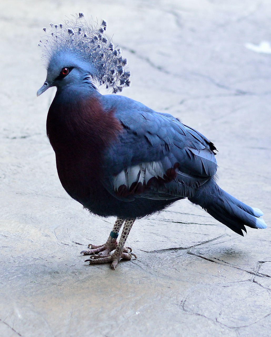 victoria crowned pigeon bird fly free photo