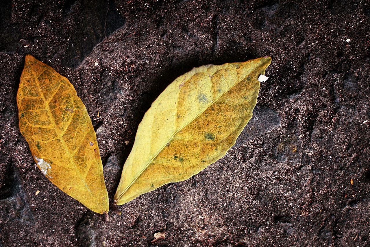 leaves golden yellow free photo