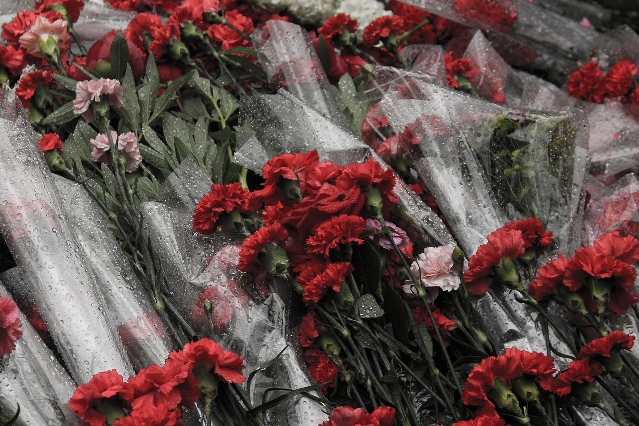 victory day carnation flowers free photo