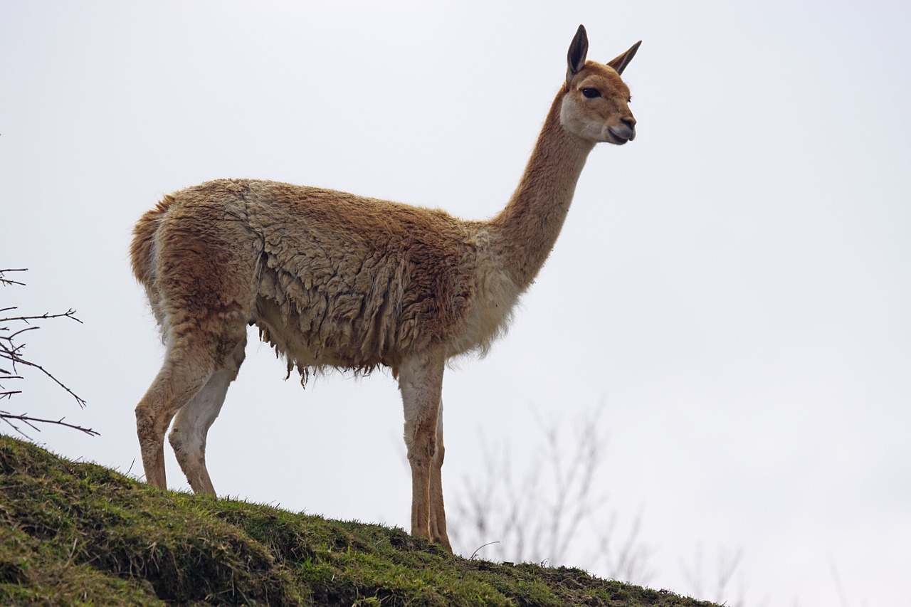 vicuna paarhufer calluses ohler free photo