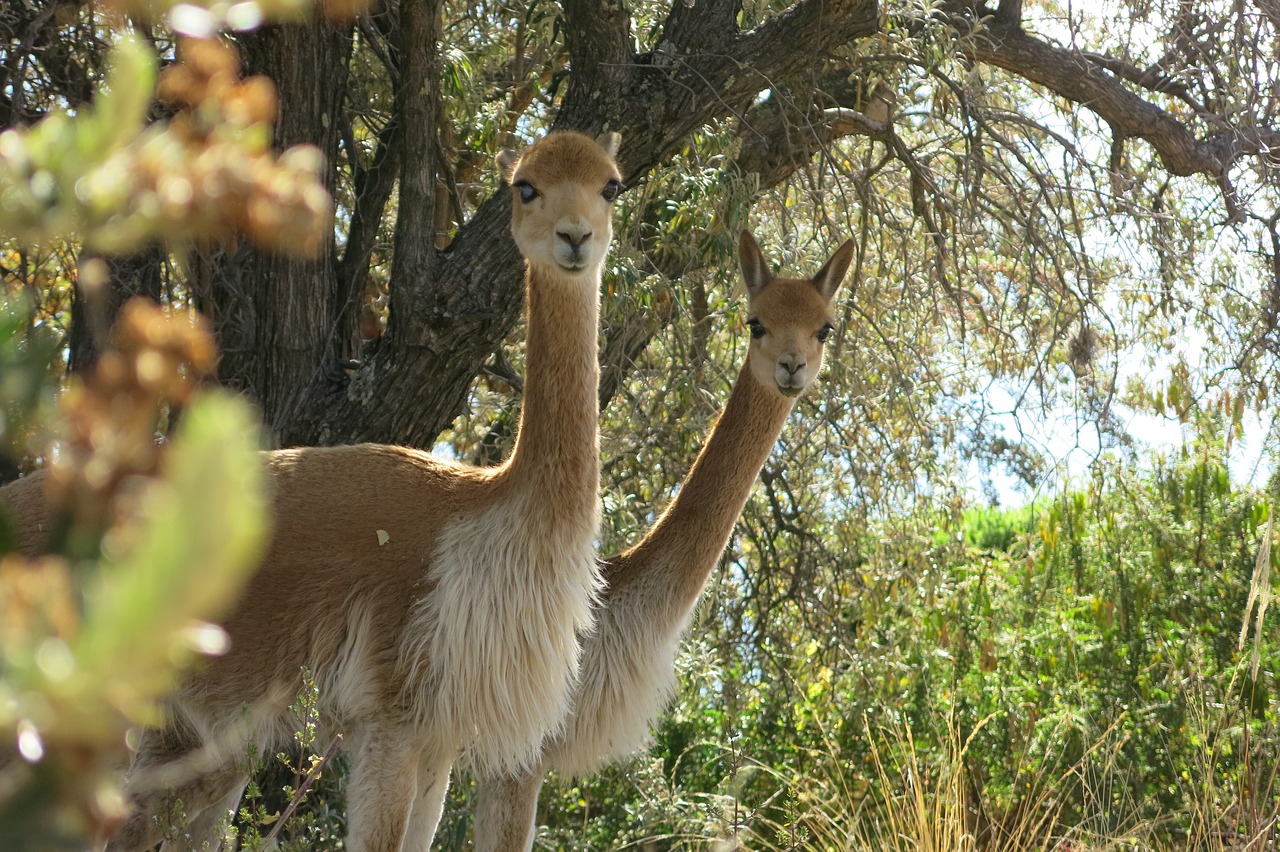vicuna camel suasi free photo