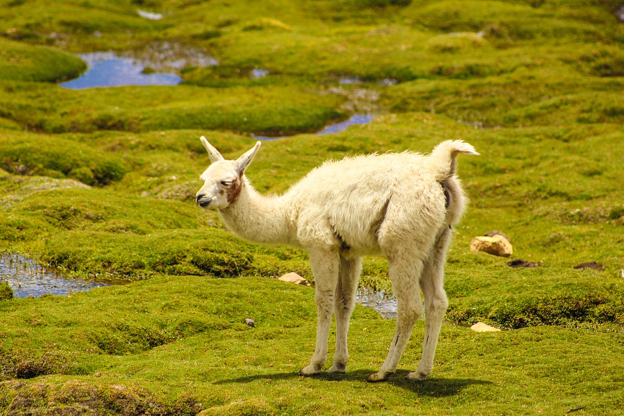 vicuña animal andean animals free photo