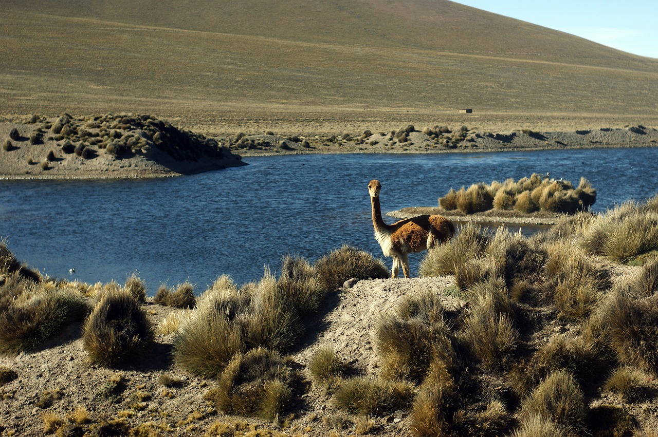 vicuña  andes  peru free photo
